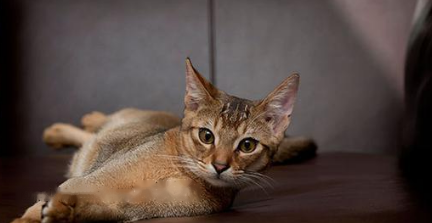 Which Abyssinian