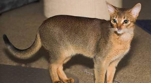 Abyssinian