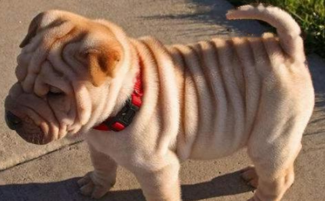 Shar-Pei