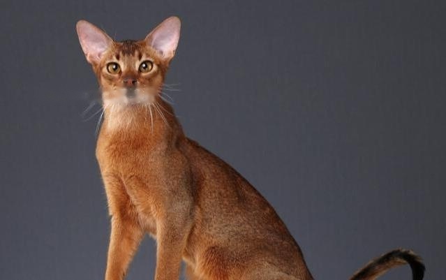 Who Abyssinian