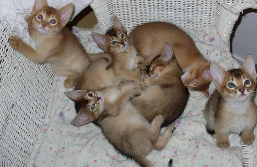 Abyssinian