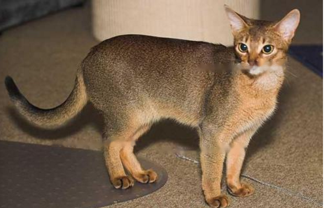 Who Abyssinian