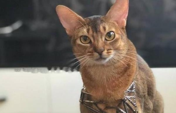 Abyssinian