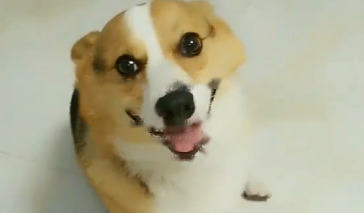 Are Corgi