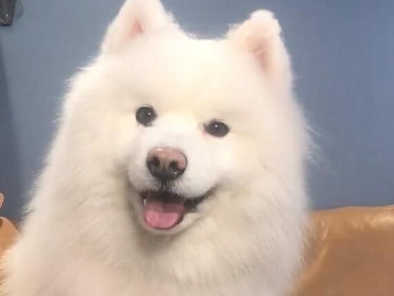 Samoyed Spicy