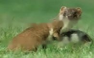 Can Weasel