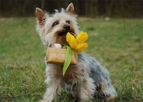 Australian Australian