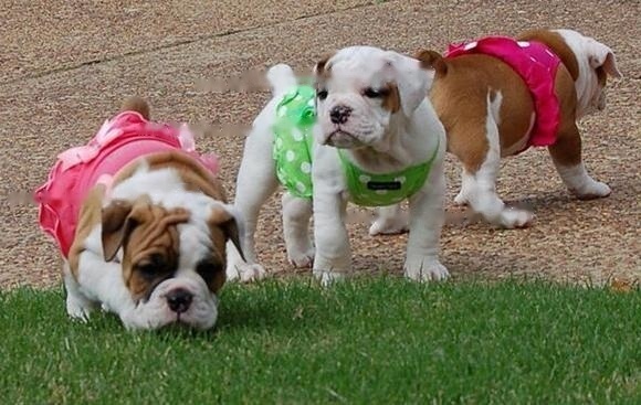 Approximately Approximate