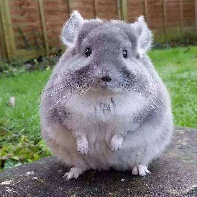 how Chinchilla