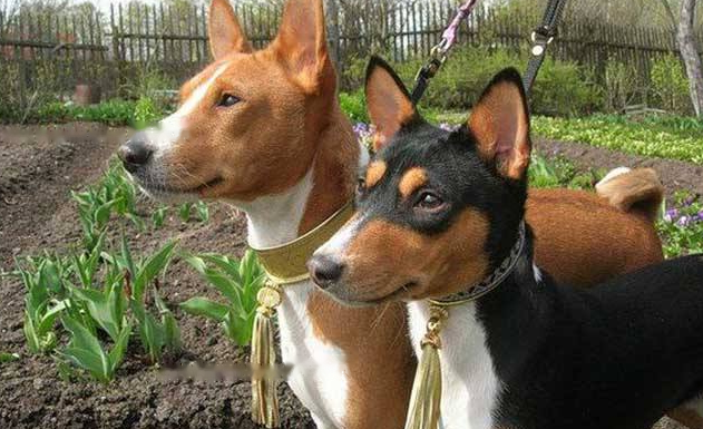 Basenji
