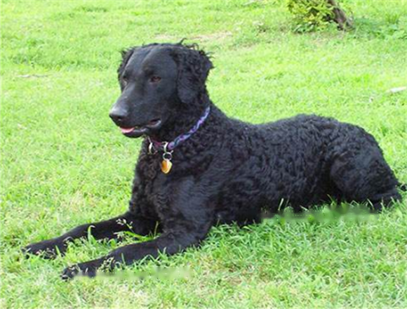 Approximately Approximate