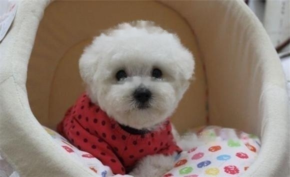 Do Bichon