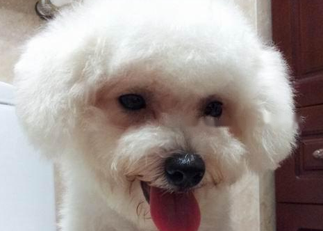 Bichon curly