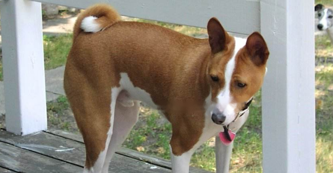 What Basenji