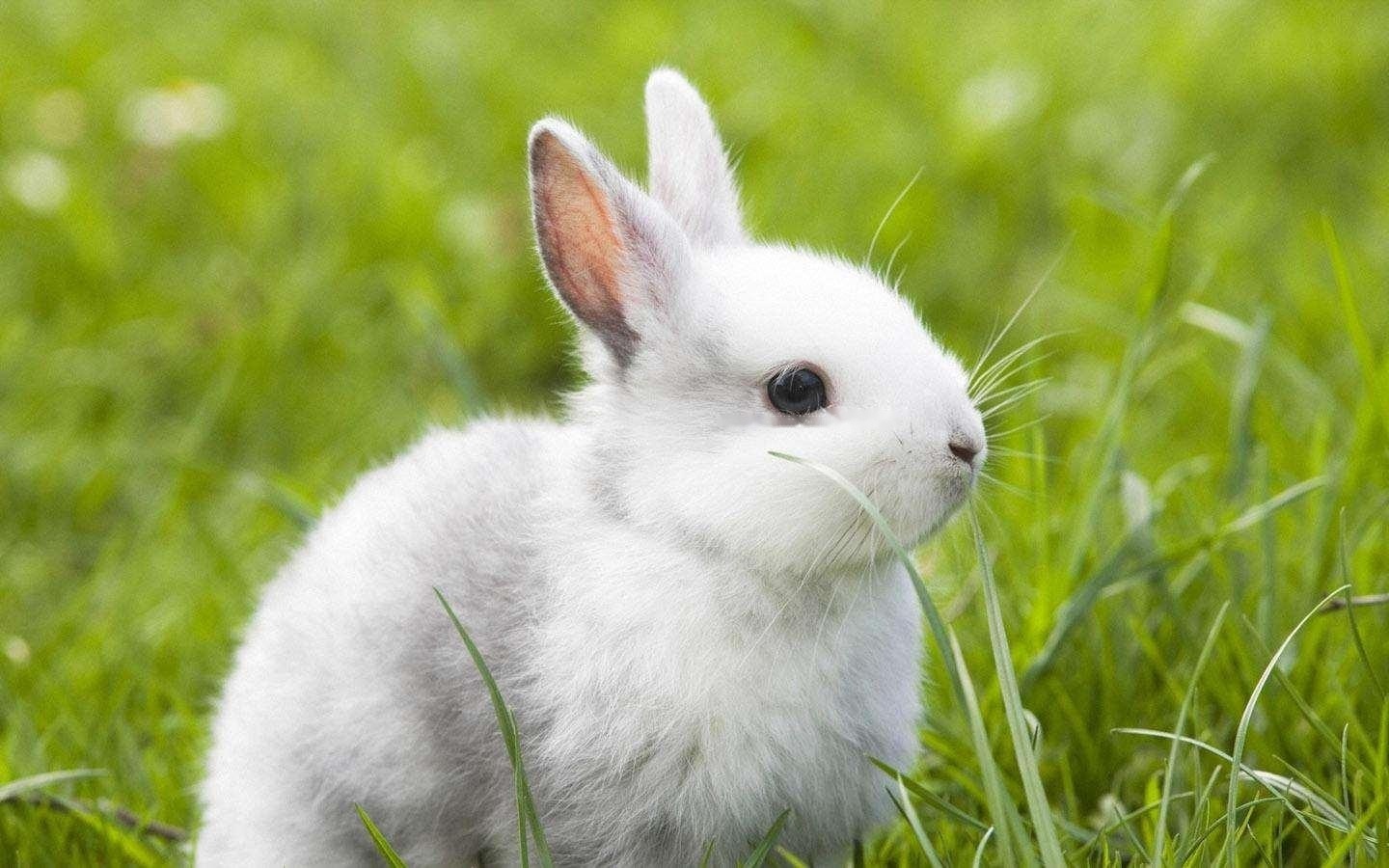 How long does it take for Begonia rabbits to give birth to rabbits ...