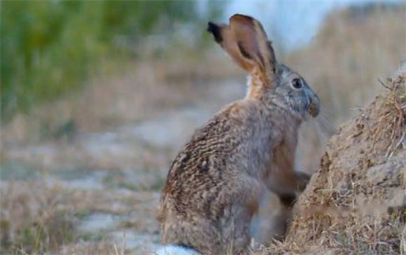 What Characteristics