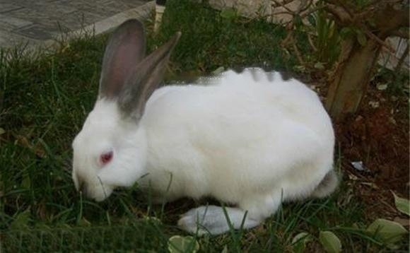 California California