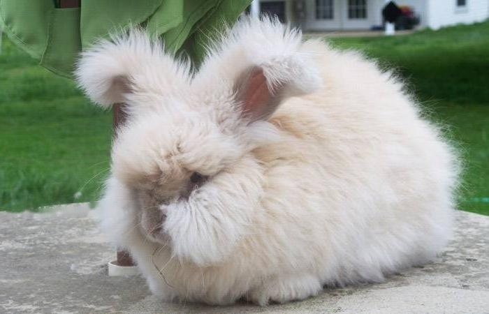 Angora Angora