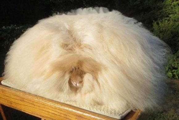 Angora A
