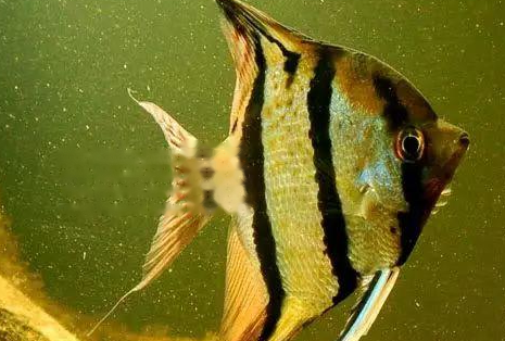 Angelfish
