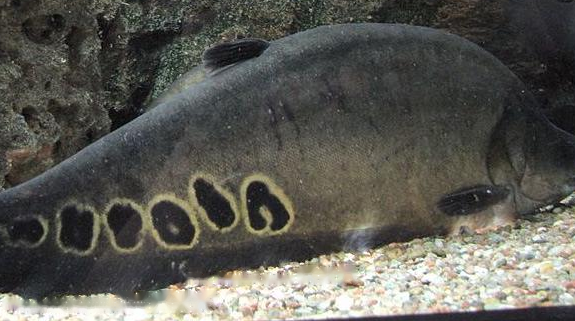 Seven-star Seven-star