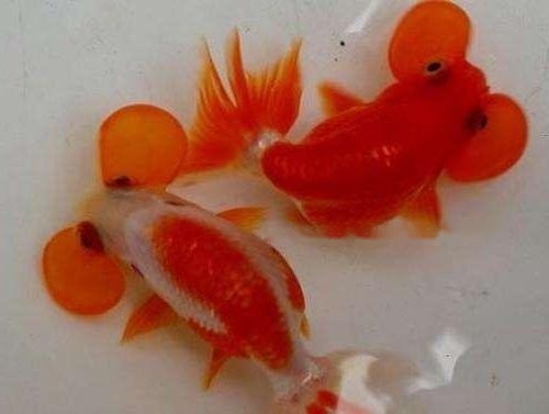 Goldfish