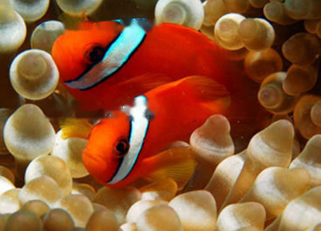 Clownfish
