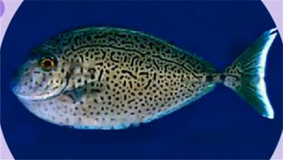 class=aligncenter How