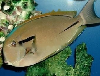 class=aligncenter width=580