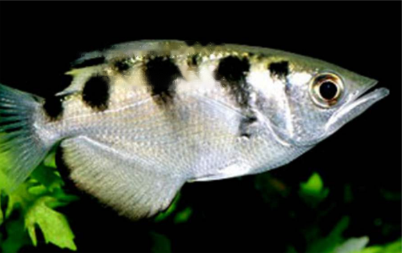 Archerfish