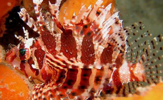 What's Short-bearded