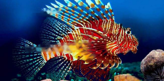 Three-thorn Three-thorn