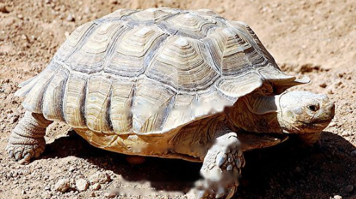 Can Sulcata