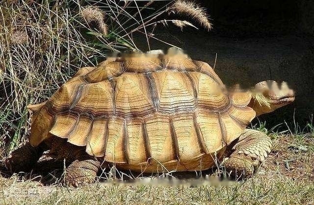 Does Sulcata