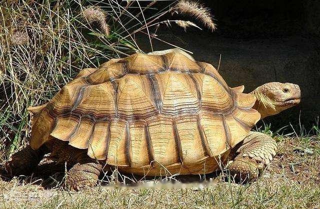 Sulcata