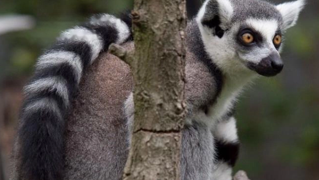 Is Ring-tailed