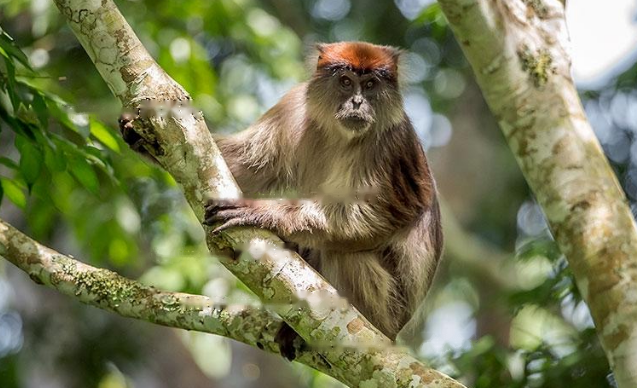 Characteristics Characteristics