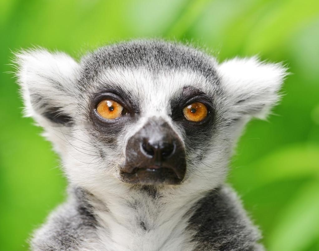 Is Lemurs