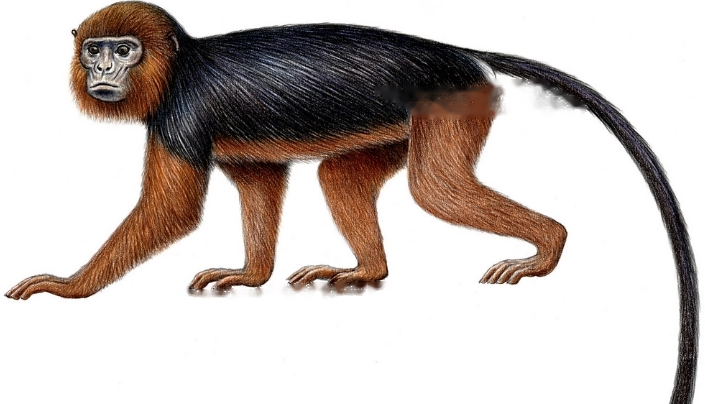 Characteristics Waldron