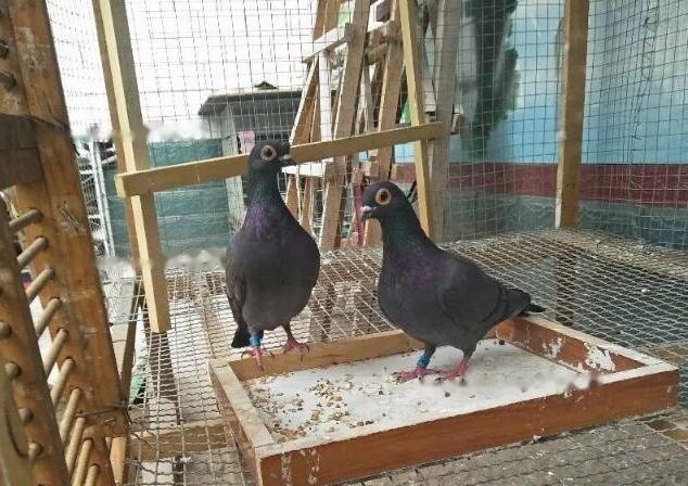 Characteristics Characteristics