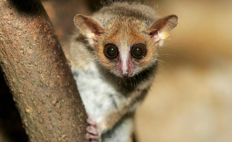 Characteristics Koch's