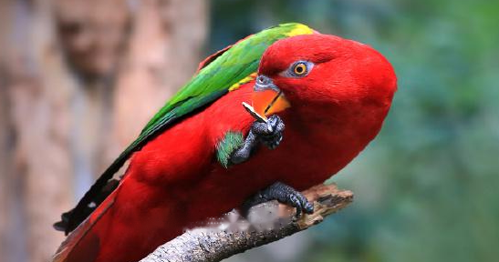 Characteristics Characteristics