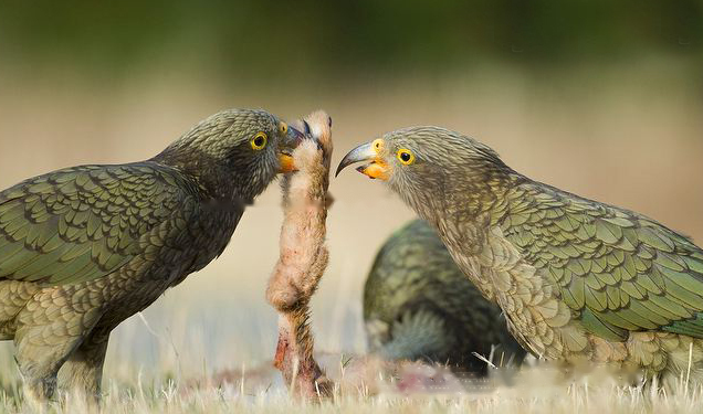 Characteristics Characteristics