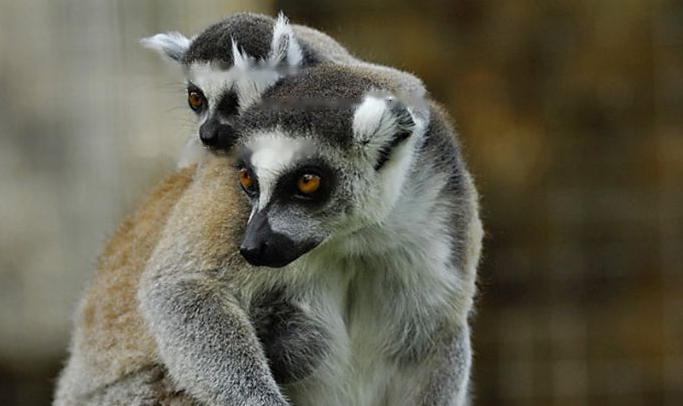 Characteristics Characteristics