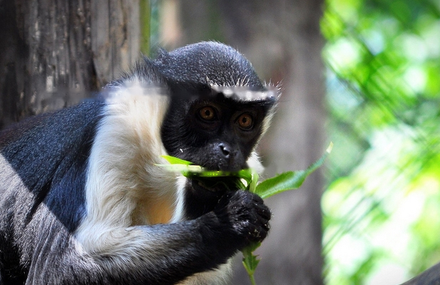 Characteristics Diana's