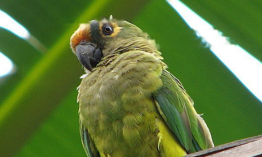 Lifespan Peach-fronted