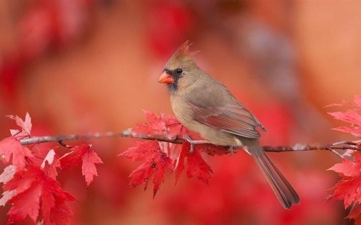 Characteristics Characteristics