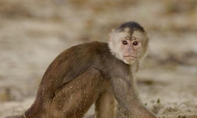Characteristics White-fronted
