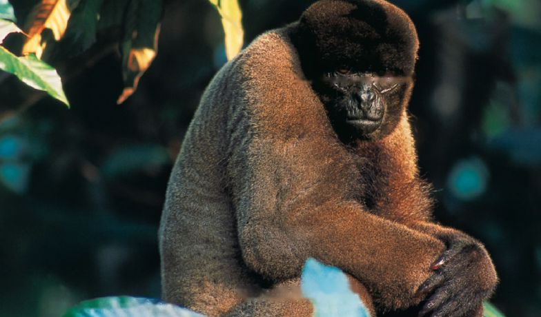 Characteristics Characteristics