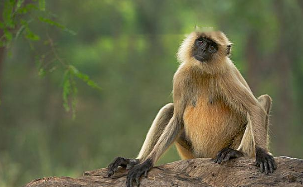 Characteristics Characteristics